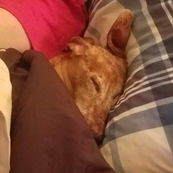 A picture of my dog, a red dachshund, with his head on a pillow and the covers pulled up to his chin. His eyes are tightly closed, and his left ear is sticking straight up.